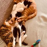 Apartamento Kainzleitenhof Am Traunsee