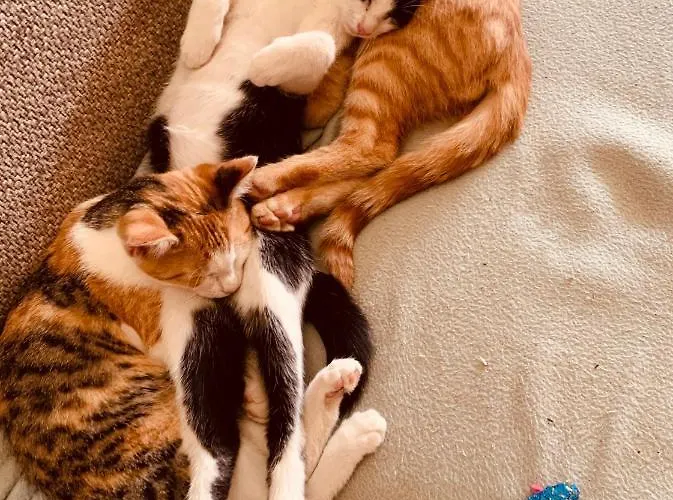 Διαμέρισμα Kainzleitenhof